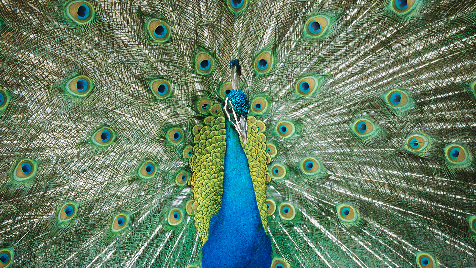 Indian Peafowl Bird Pictures Of HD Wallpaper
