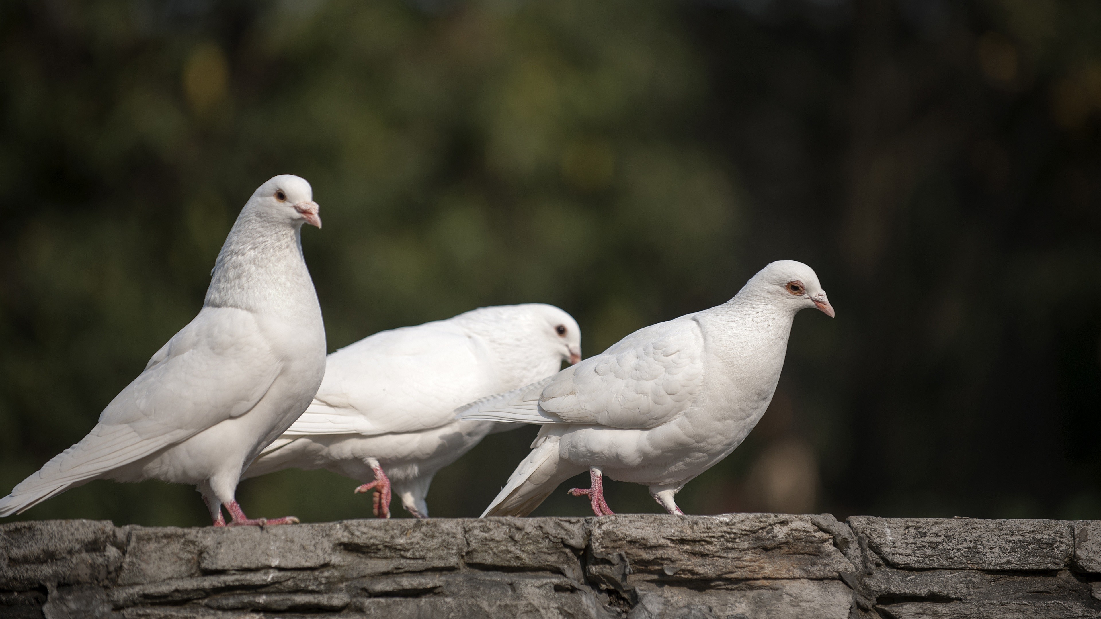 White Dove Wallpaper