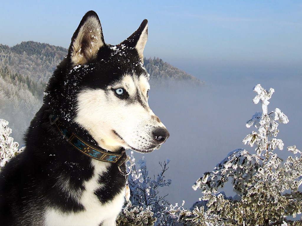 Siberian Husky Picture Wallpaper With