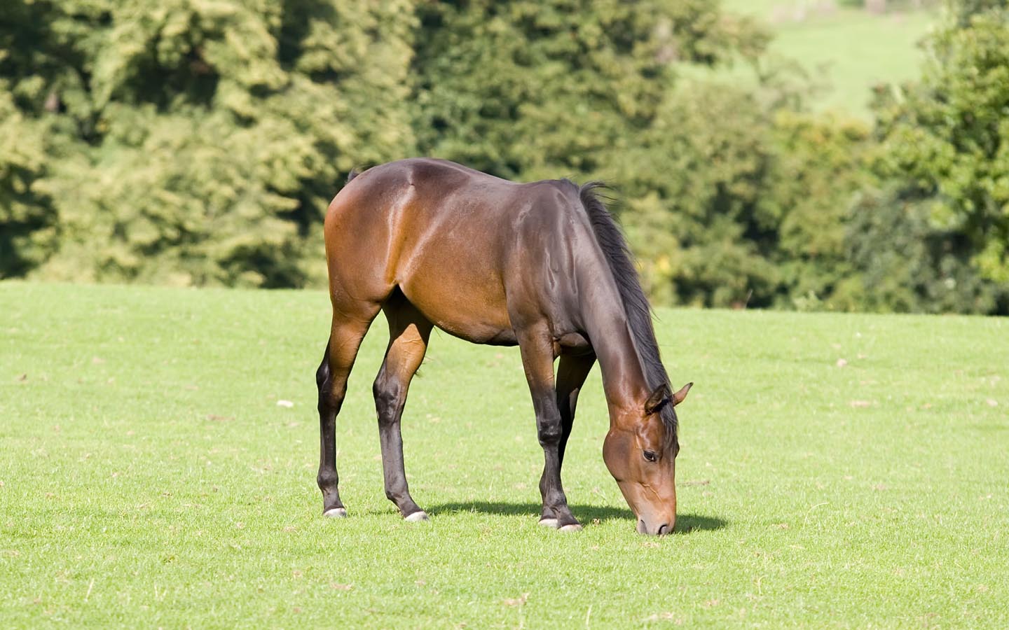 Animal Wallpaper Of A Brown Horse Eating In Green Field