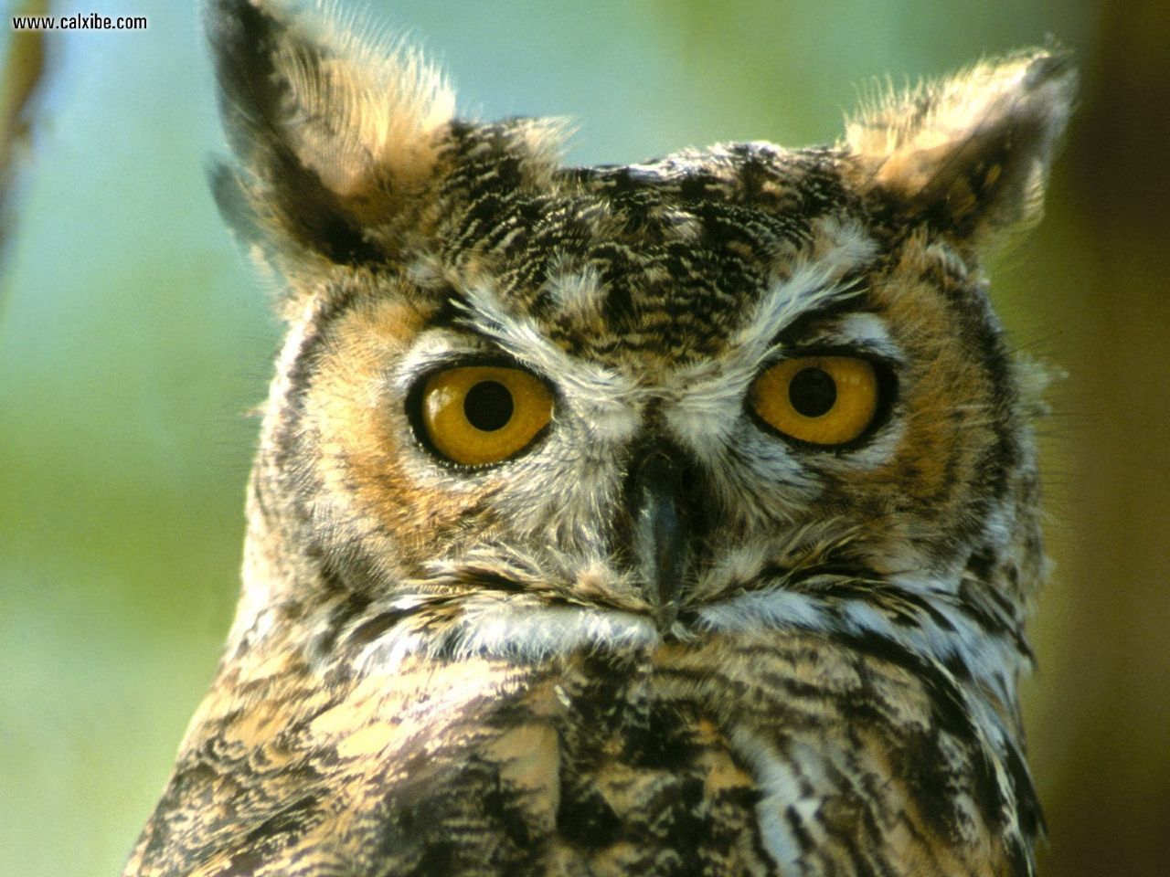Animals Great Horned Owl Montana Desktop Wallpaper Nr
