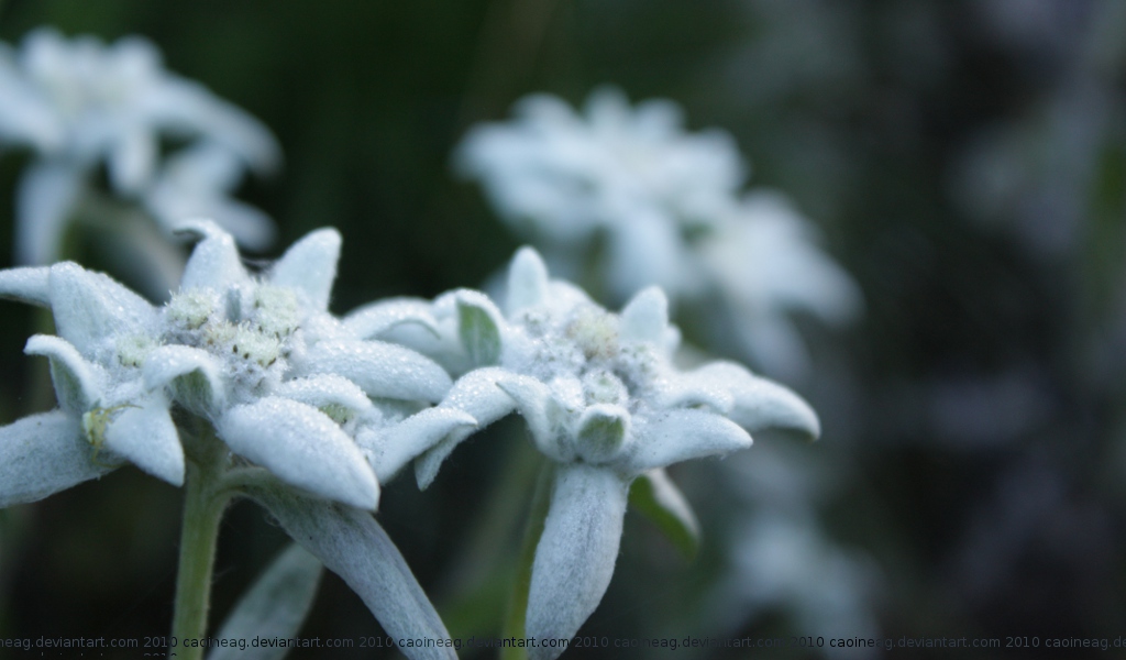 Edelweiss Wallpaper Pack By Caoineag