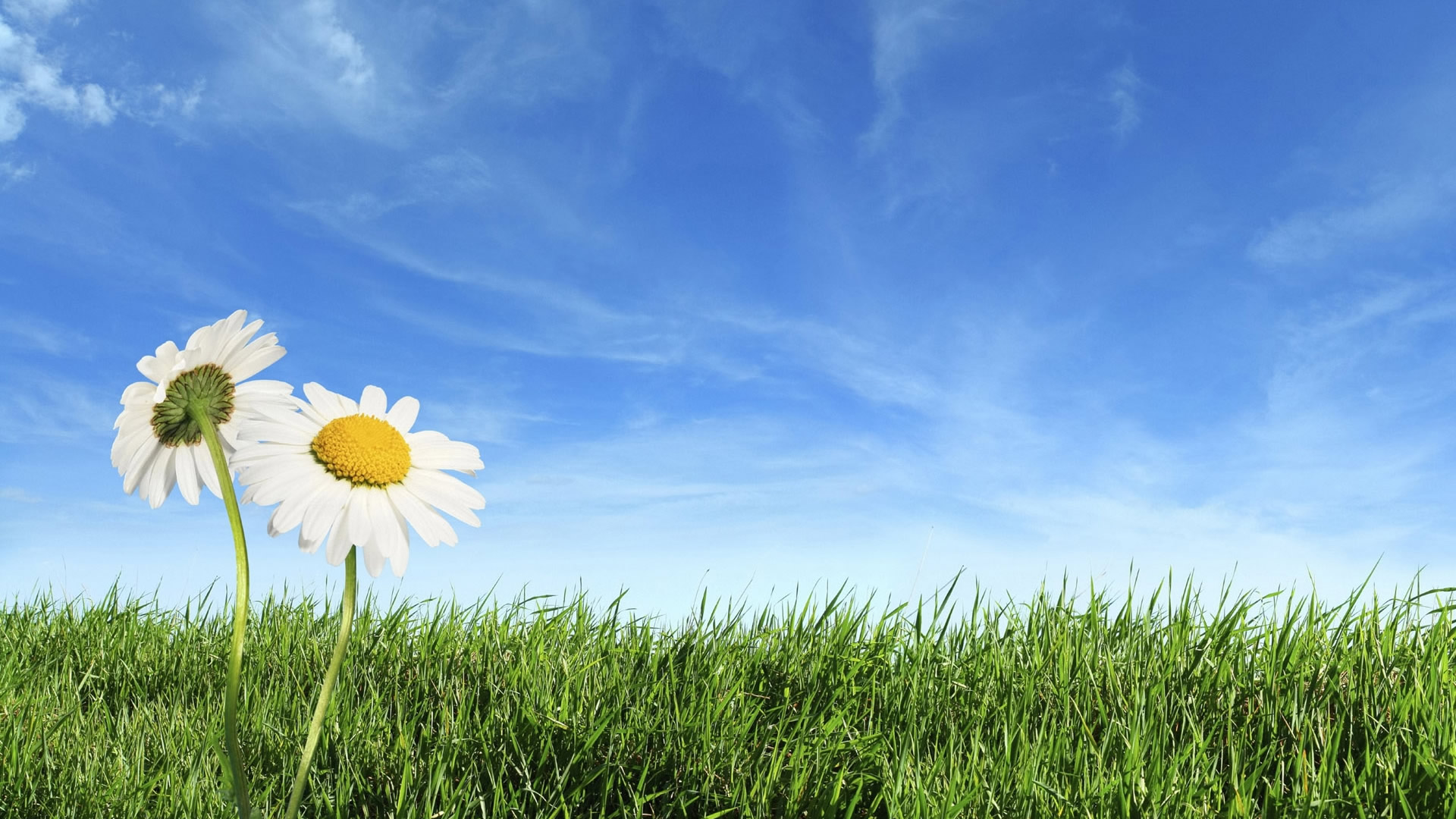 Spring Background Wallpaper Staggering HD