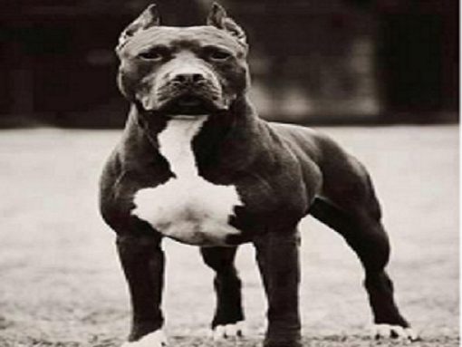 Pitbull wallpapers to your cell phone   balck and white dog pitbull