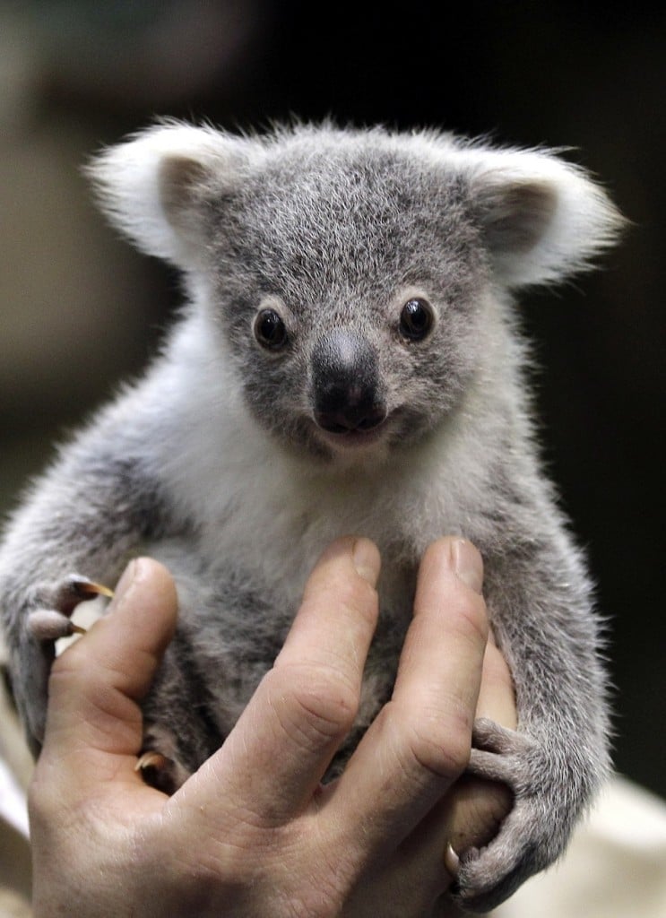 Tiny Baby Koala Cub Wallpaper 743 X 1024 285887 HD Wallpaper