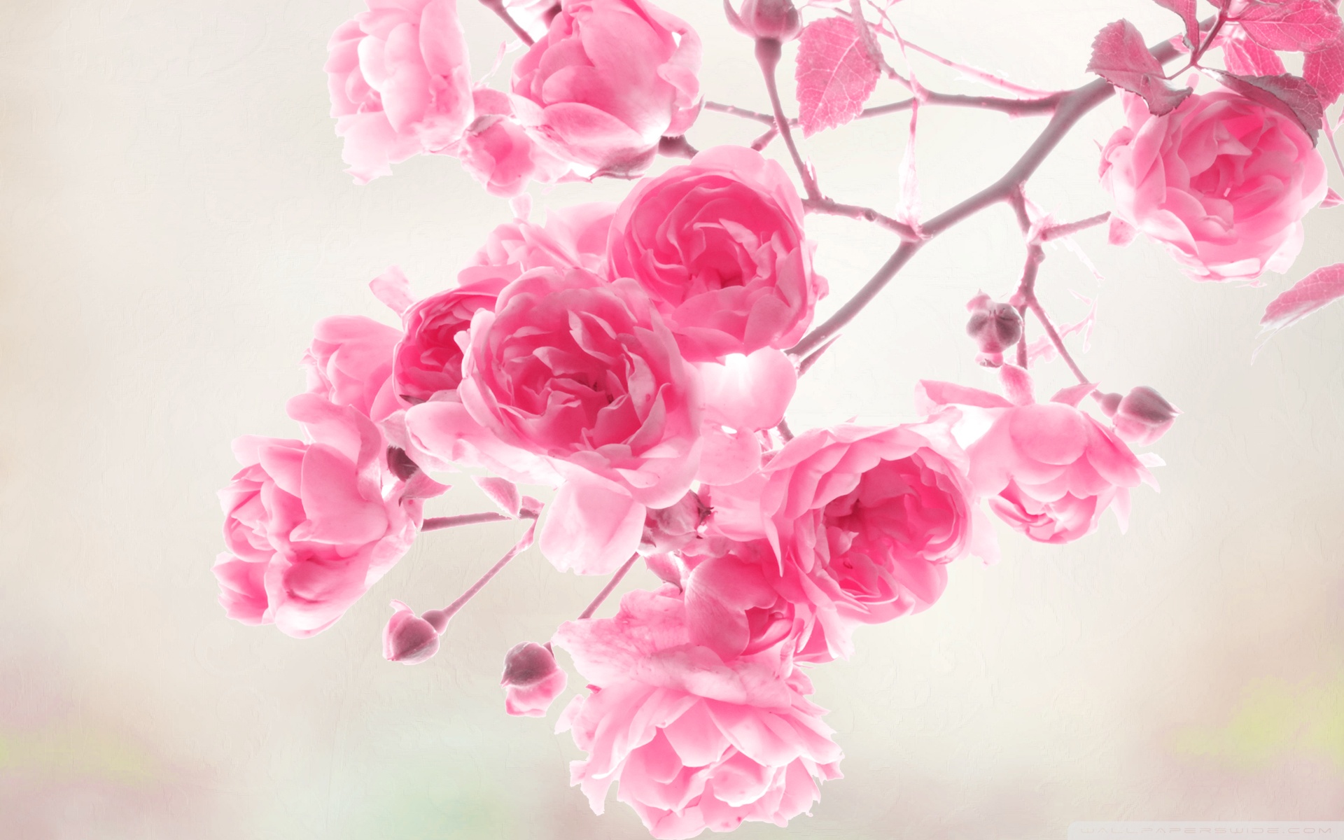 Pink Roses Wallpaper 1920x1200px