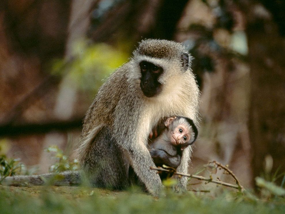 Photo A Baby Vervet Monkey Clings To Its Mother Southern Africa