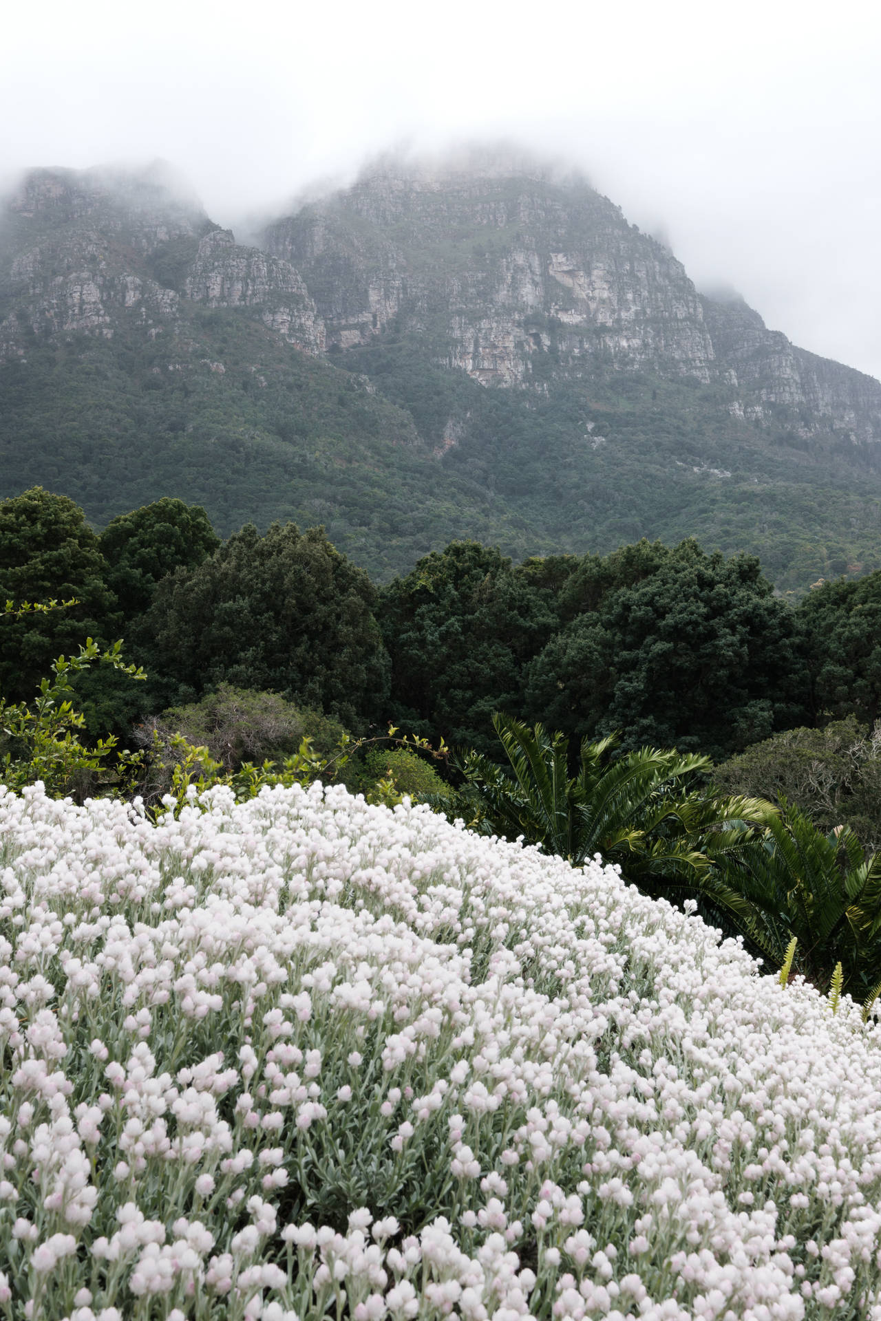 White Flowers Wallpaper