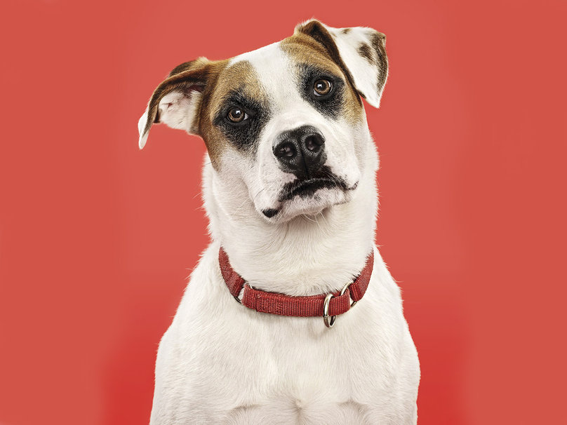 Jack Russel Terrier Wallpaper