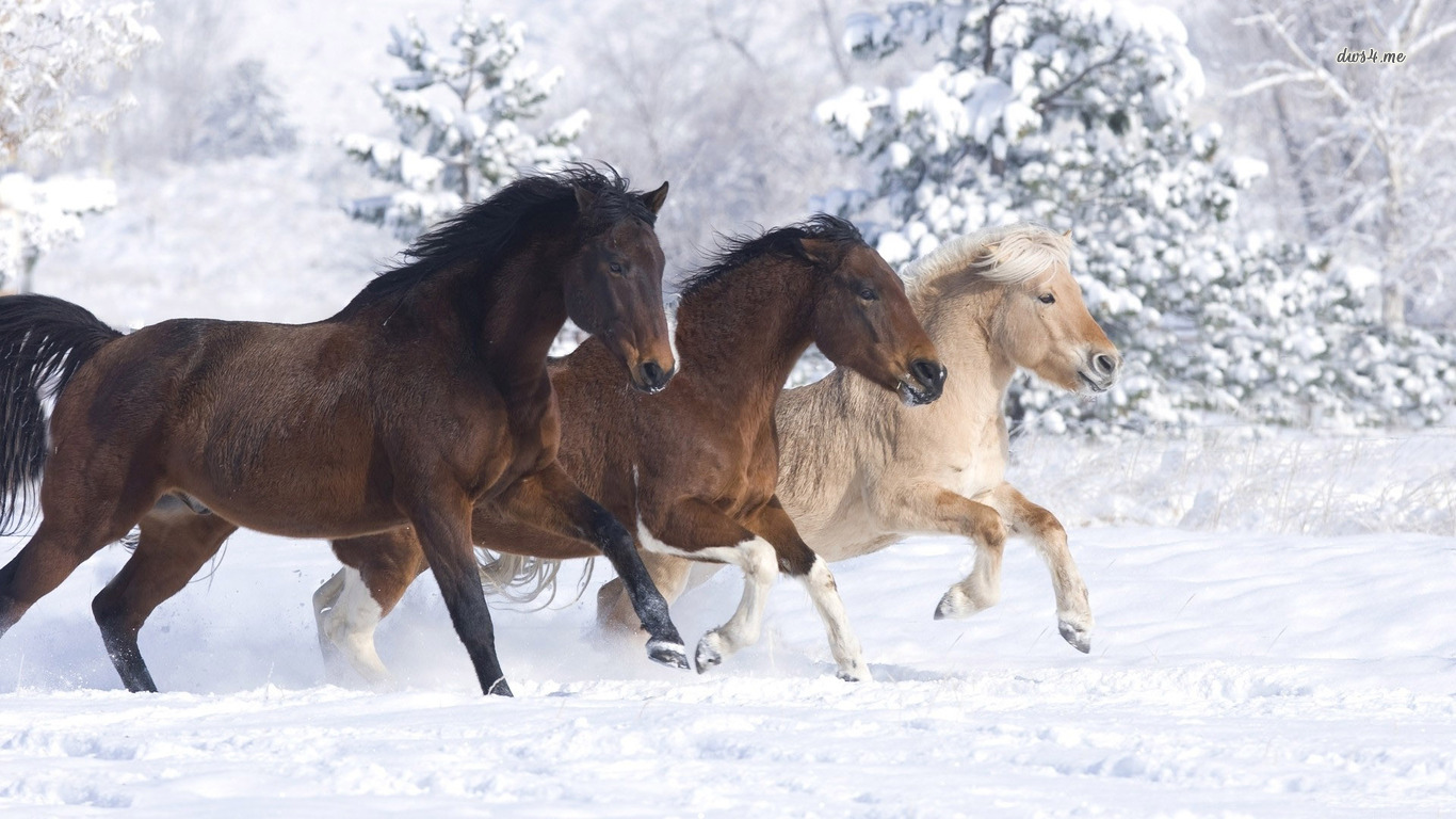 Horses running in the snow wallpaper   Animal wallpapers   11307 1366x768