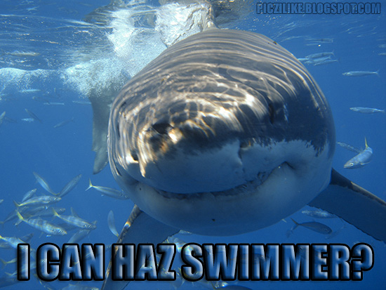 Funny Great White Shark Memes The deadly great white shark