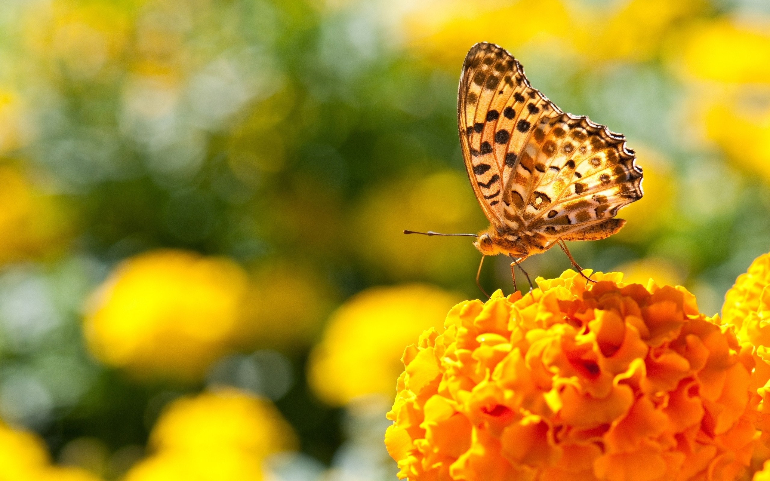 Bright Butterfly HD Desktop Wallpaper
