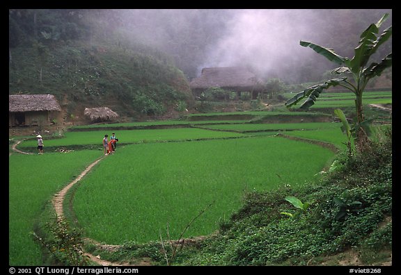 Picture Photo Rice Cultures At A Mountain Village Vietnam