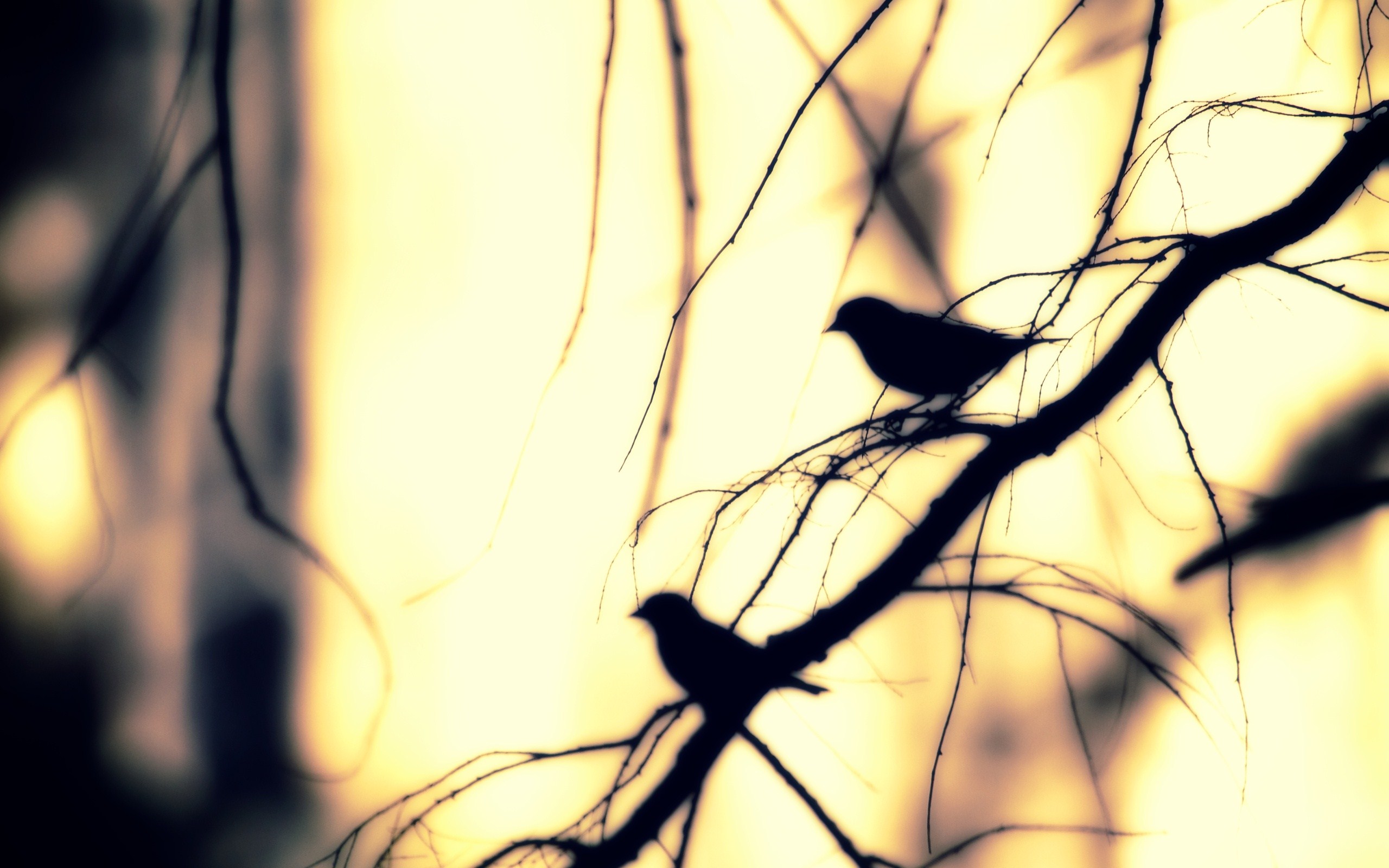Nature Branch Tree Birds Winter Photo Wallpaper