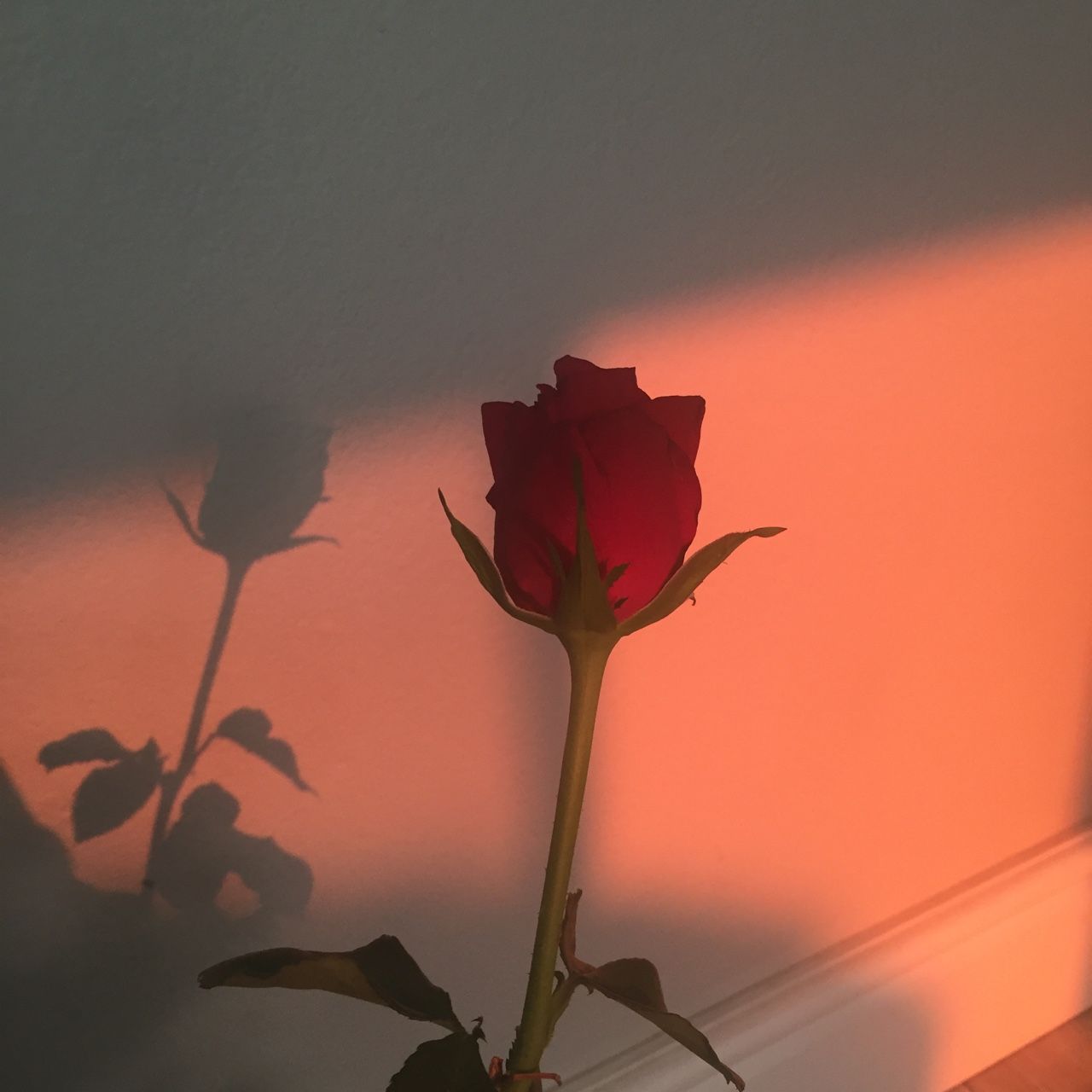 Red Rose Aesthetic Wallpaper Top