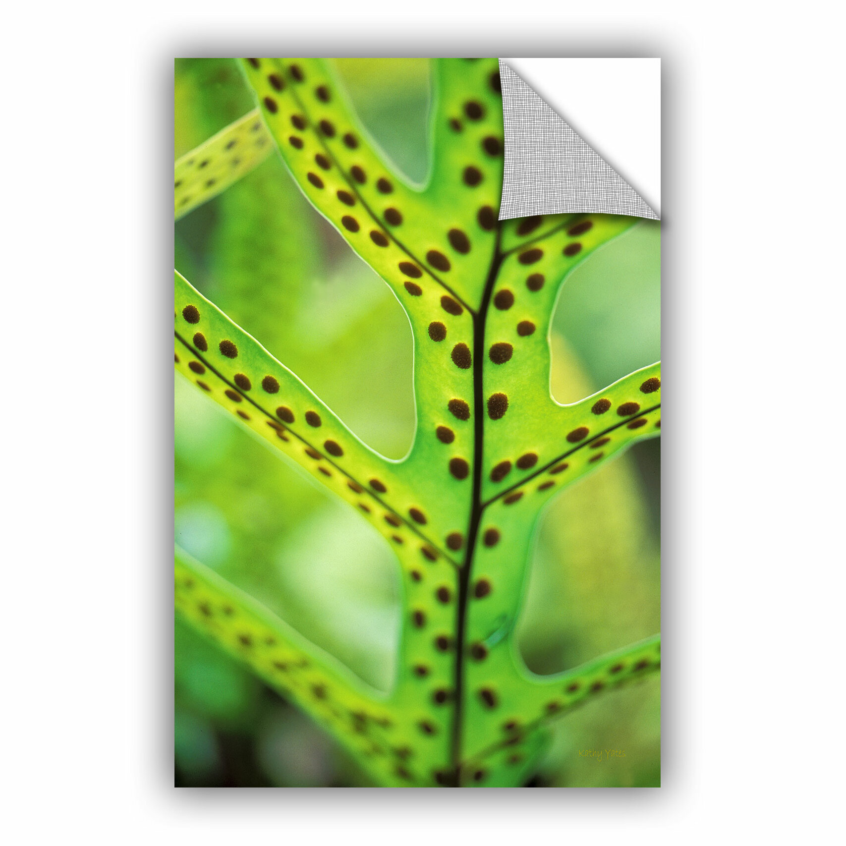 Free download ArtWall ArtApeelz Hawaiian LauaE Fern by Kathy Yates
