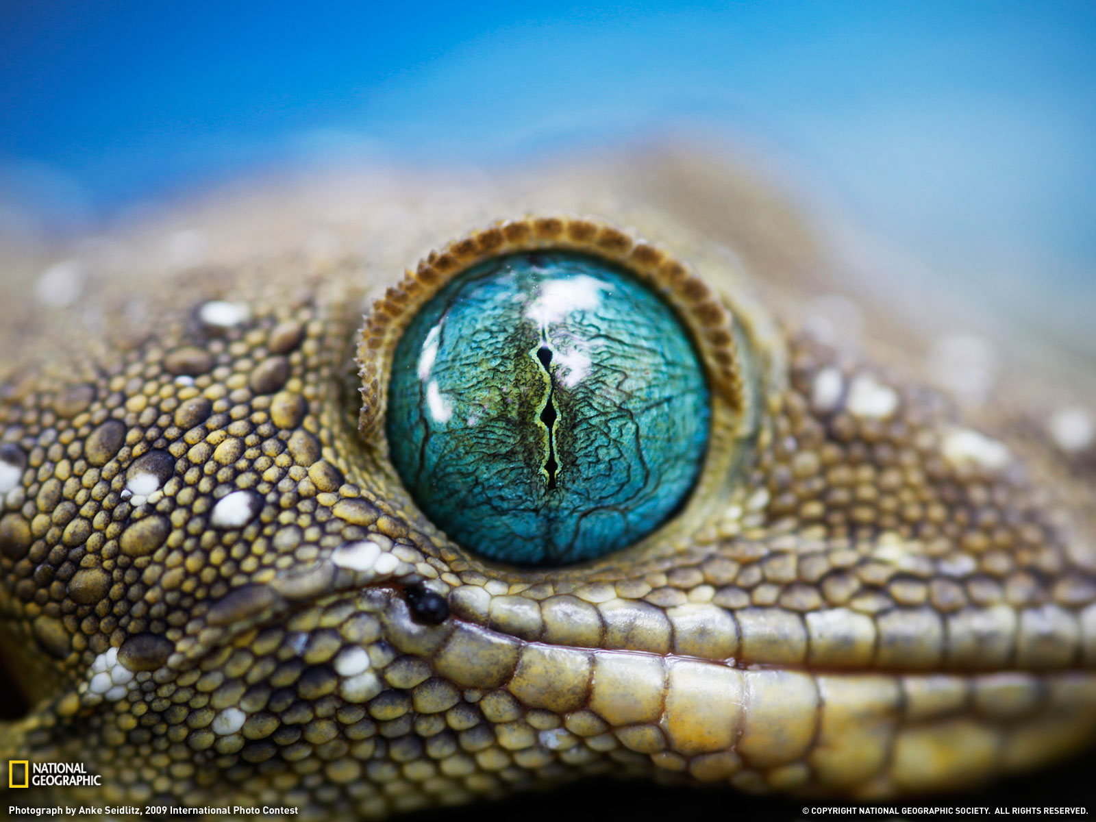  Gecko Photo Animal Wallpaper   National Geographic Photo of the Day 1600x1200