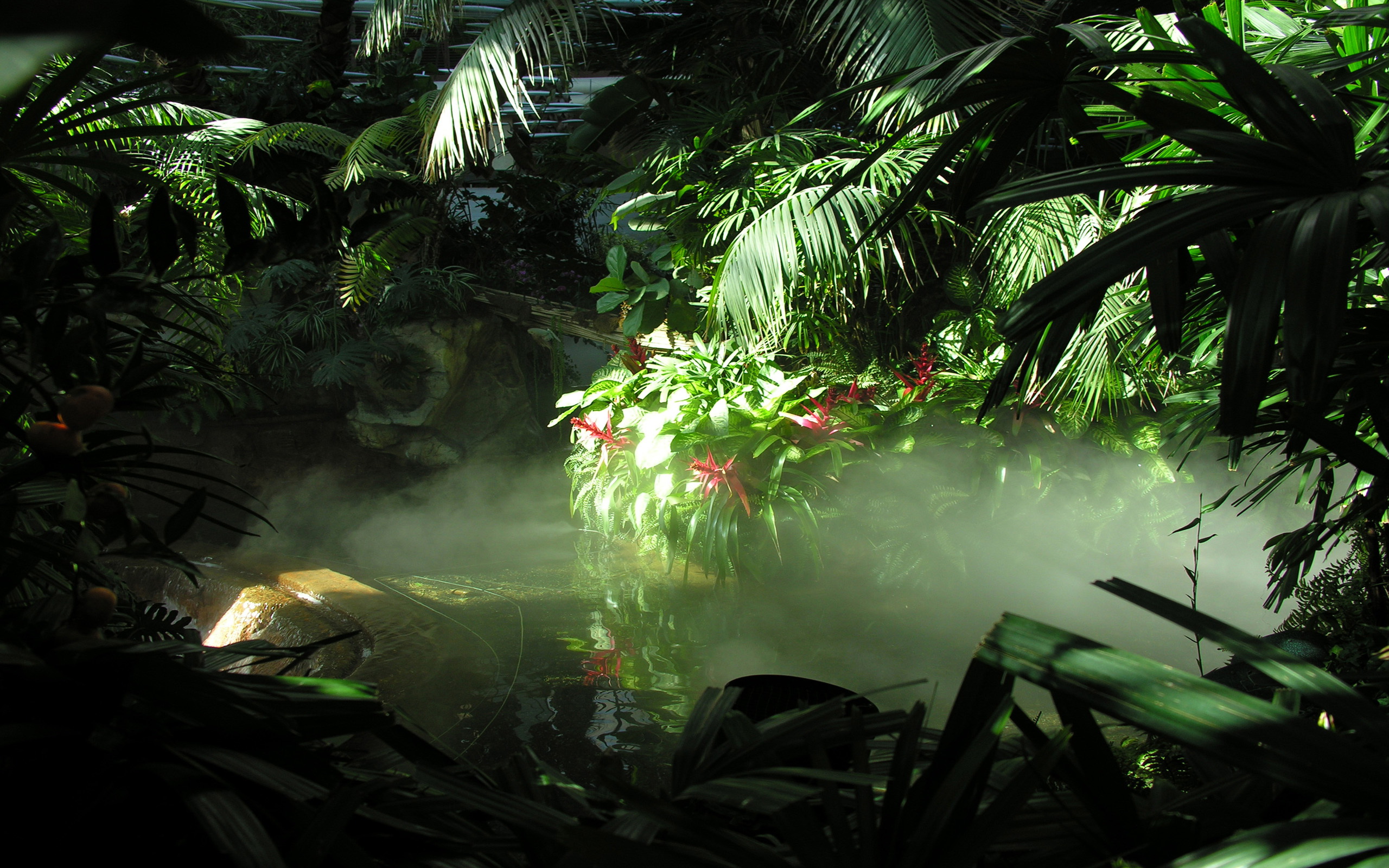 Jungle Wallpaper HD