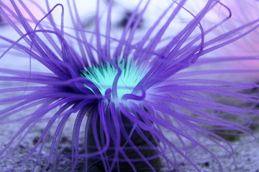 Purple Sea Anemone By Jadendreamer