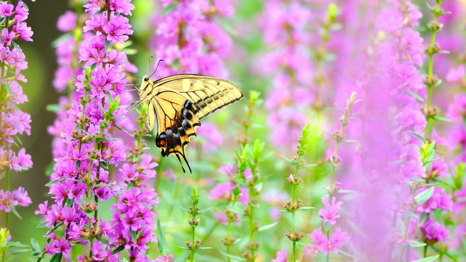 Colorful Butterfly On Flower Cool HD Wallpaper