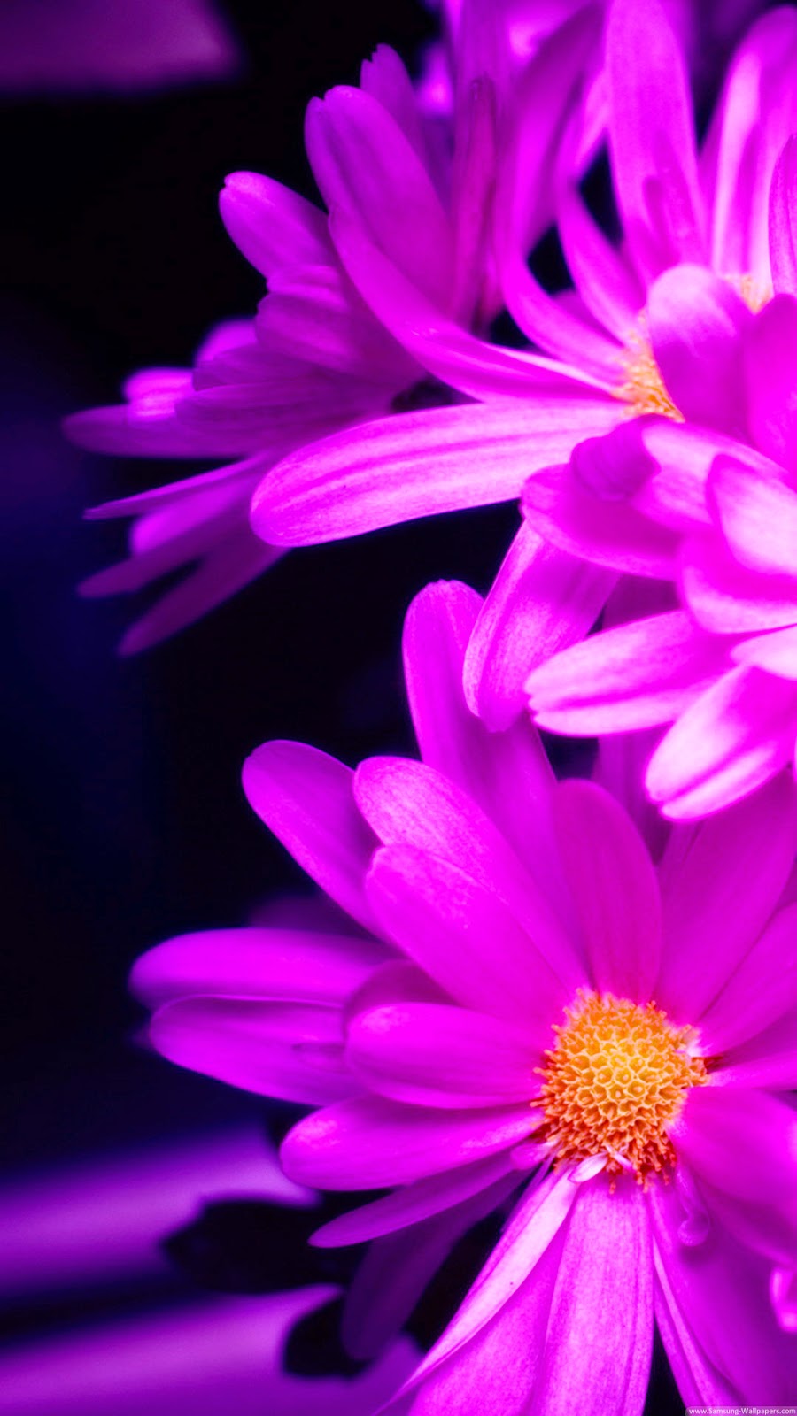 Pink Daisy Wallpaper iPhone Plus Guidesmartphone