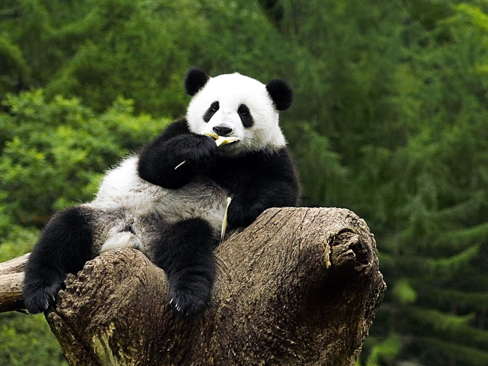 60+ Baby Panda Wallpapers: HD, 4K, 5K for PC and Mobile | Download free  images for iPhone, Android