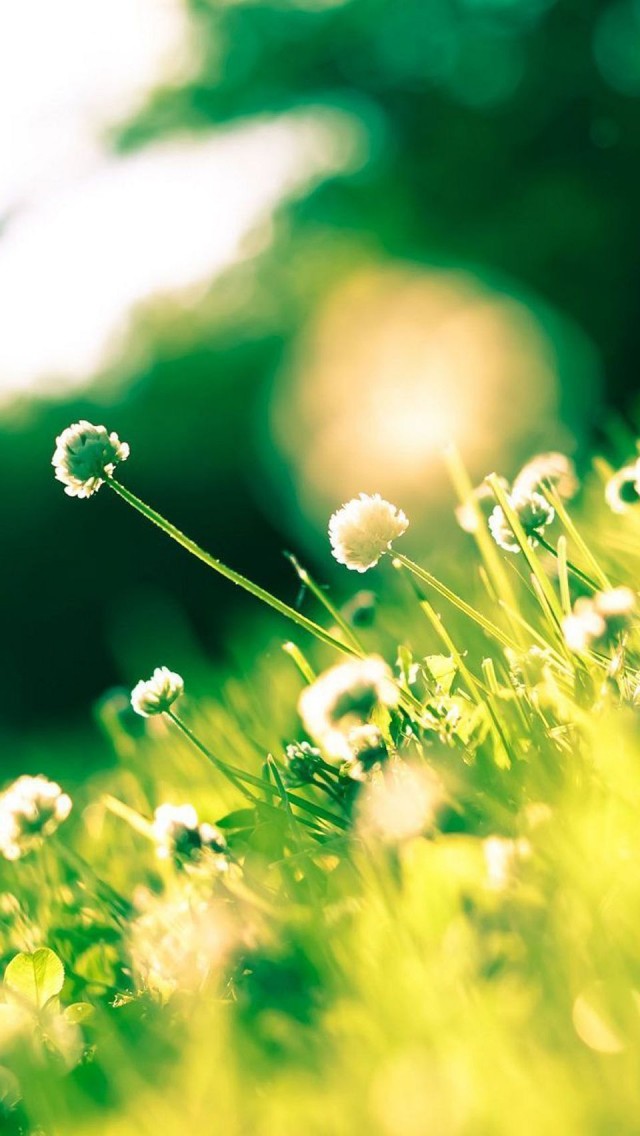 Free Download Summer Sunlight Clover The Iphone Wallpapers 640x1136 For Your Desktop Mobile Tablet Explore 49 Summer Wallpaper For Iphone Summer Wallpaper Summer Tumblr Wallpaper Iphone Summer Wallpapers Free
