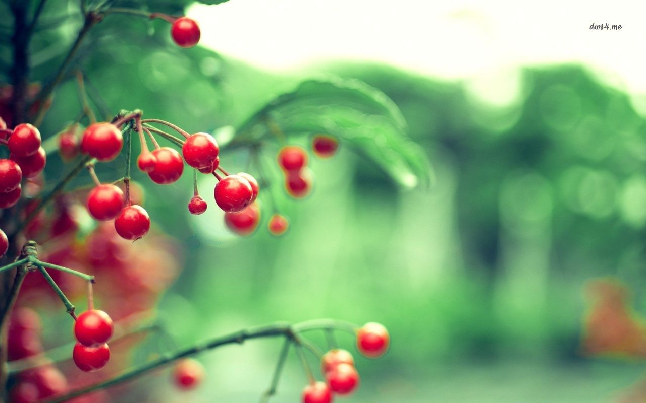 Red berries wallpaper   Photography wallpapers   22536 1280x800