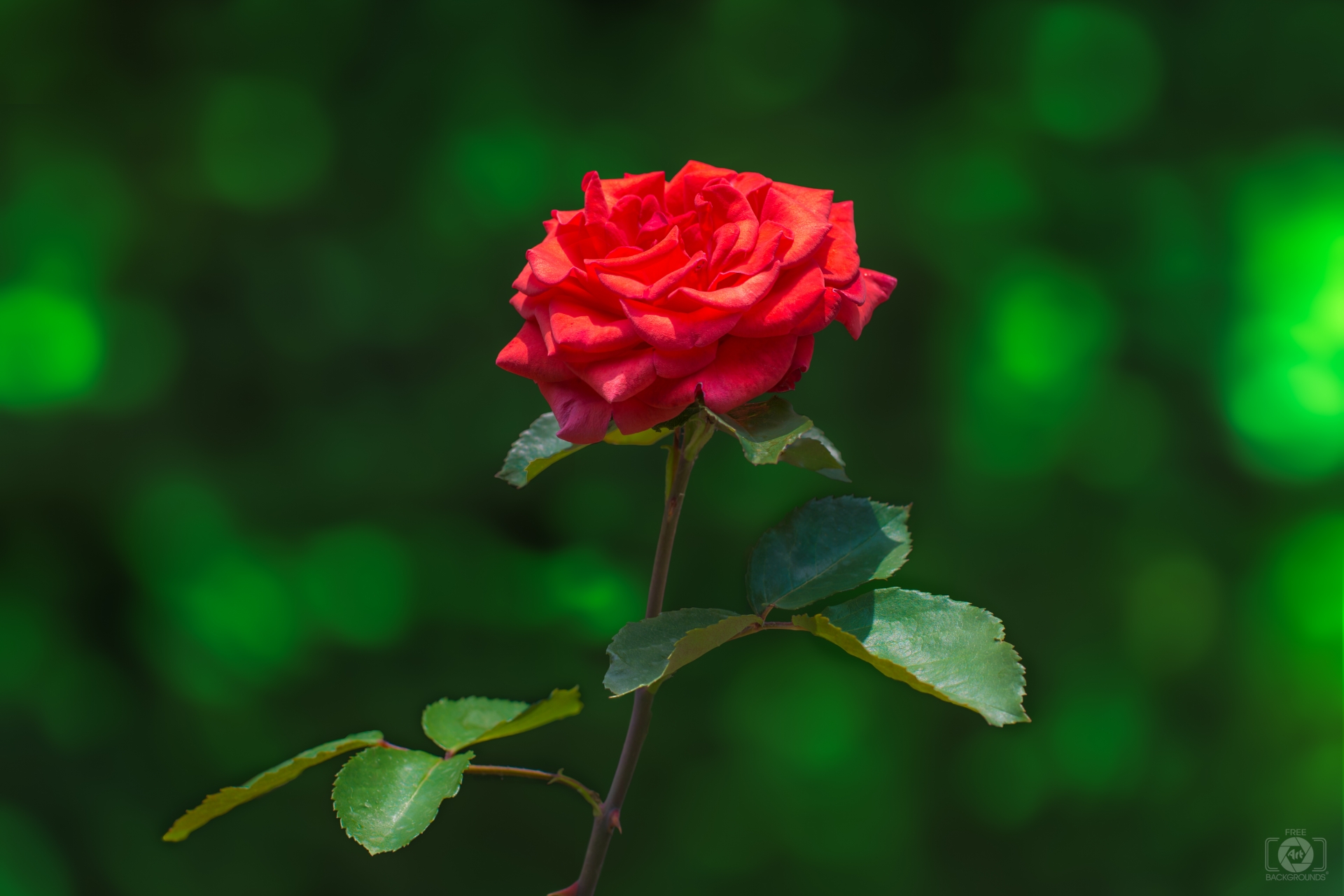 Red Rose Green Background   High quality Free Backgrounds