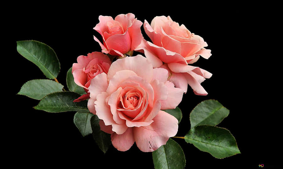 Rose Wallpaper