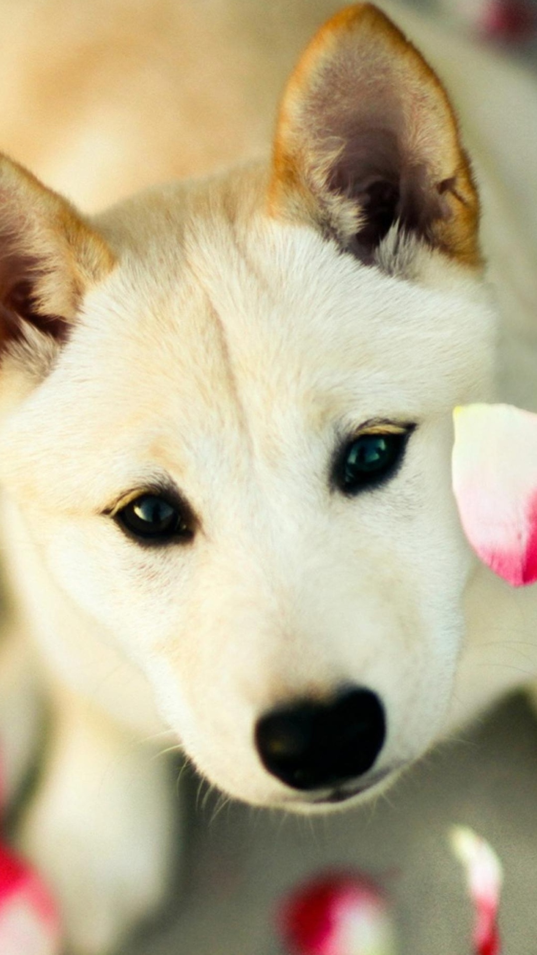 Cute Dog Pink Petals iPhone Plus HD Wallpaper