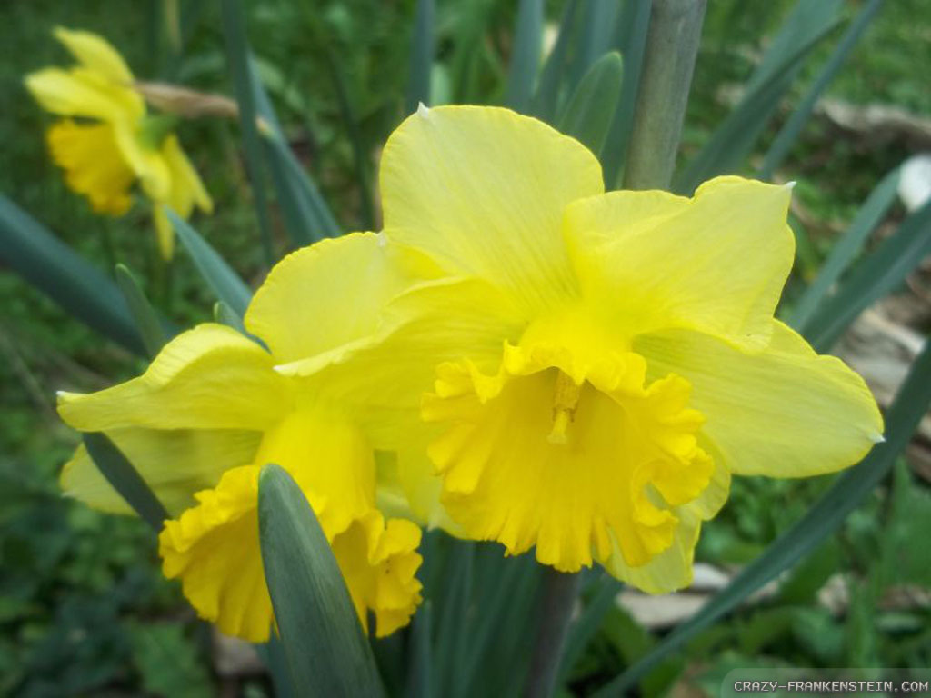 Daffodil Send Black Photos Updated Wallpaper