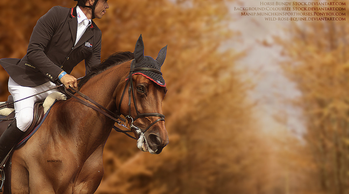 Horses In Autumn Wallpaper Image Pictures Becuo