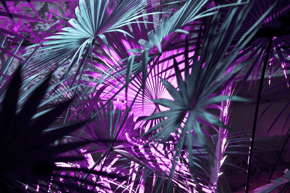 Purple Wallpapers Free HD Download [500 HQ]