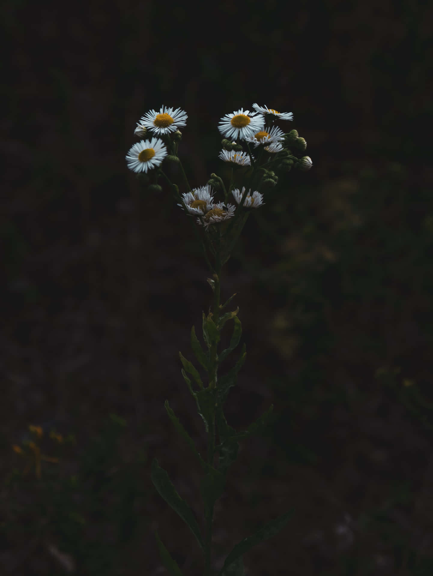 Moody Daisies Phone Rfwz9cjrxdglyu7j Wallpaper