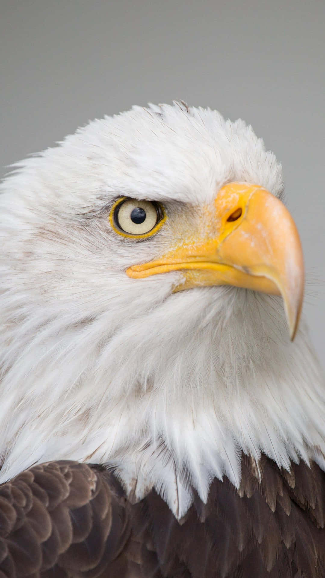 Eagle iPhone Wallpaper