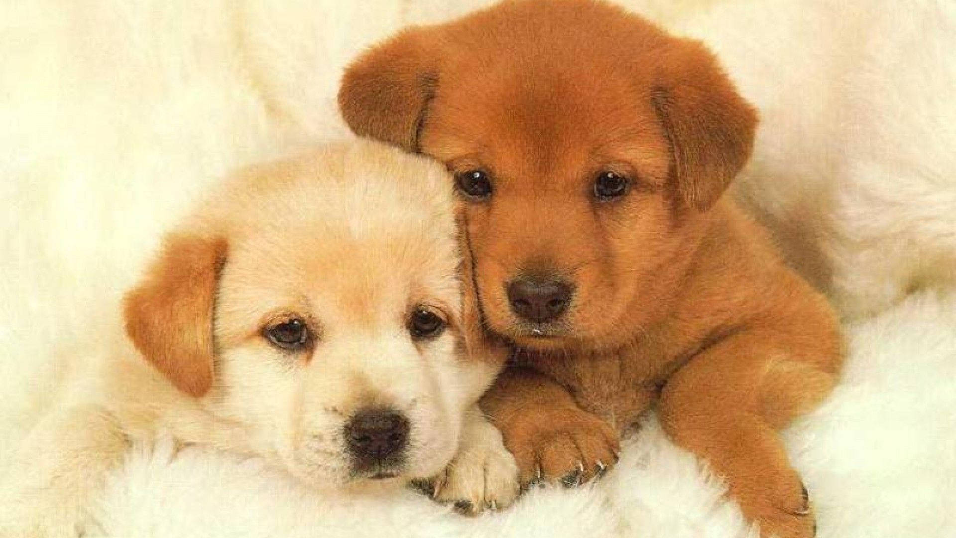 Puppies Kissing Wallpaper