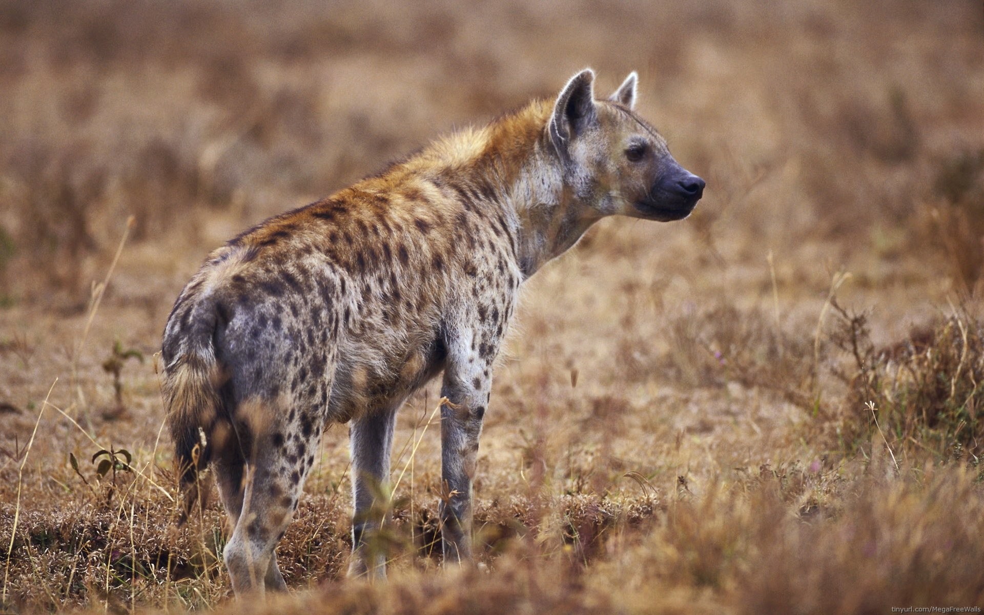 Hyena Wallpaper Image