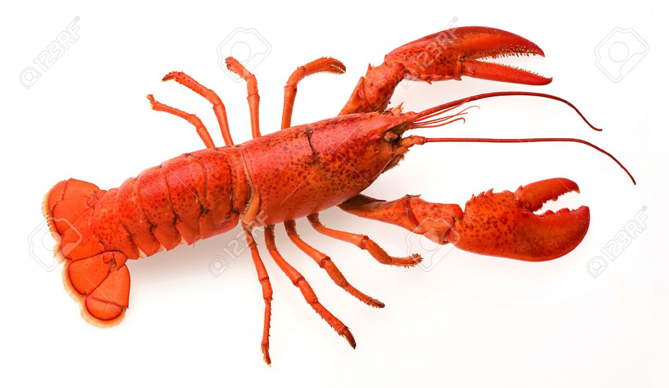 A Red Lobster On White Background Stock Photo Picture And