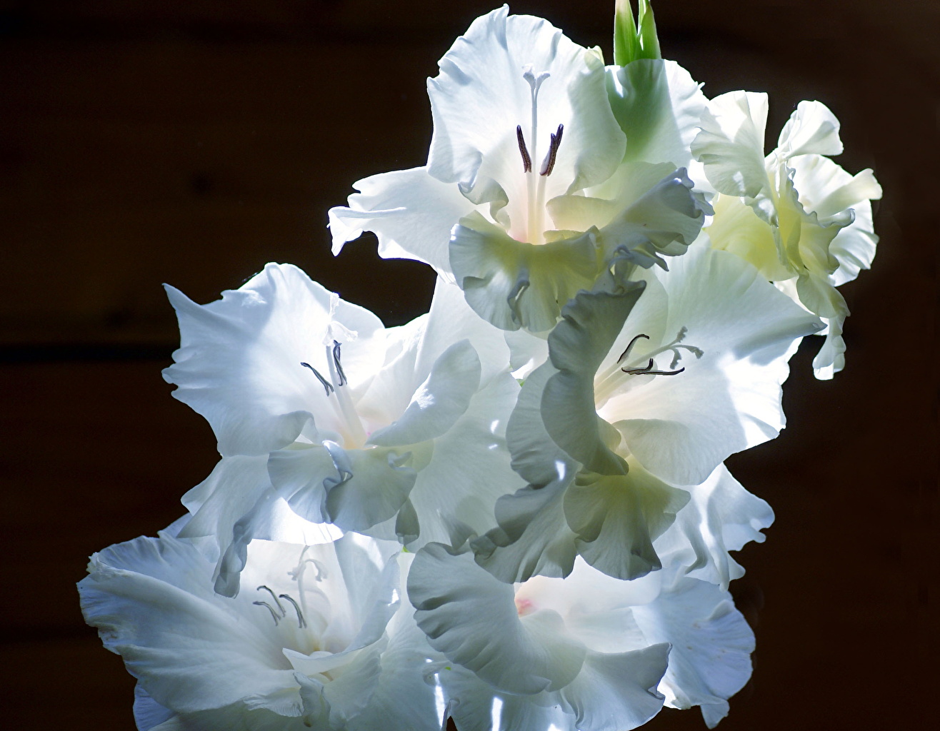 Pictures White Flower Gladiolus