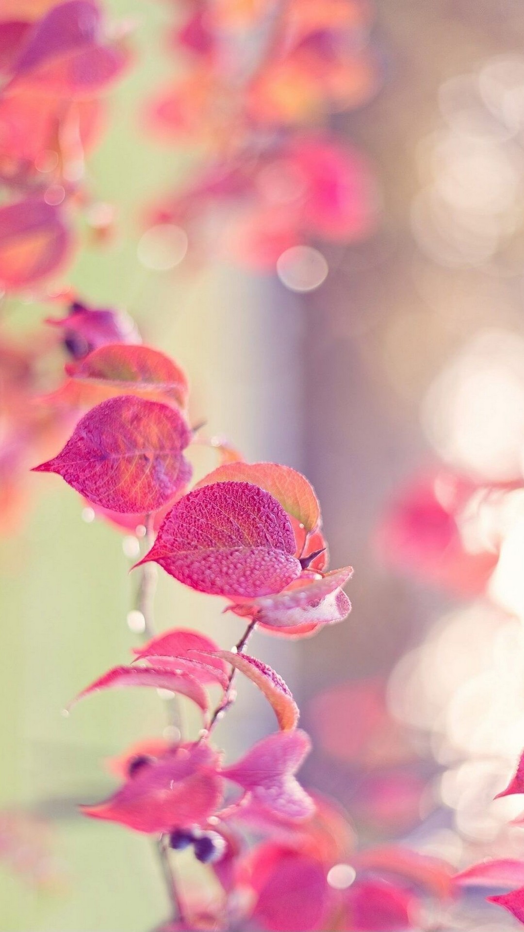 Close-up of delicate pink leaves with dew drops, soft focus background