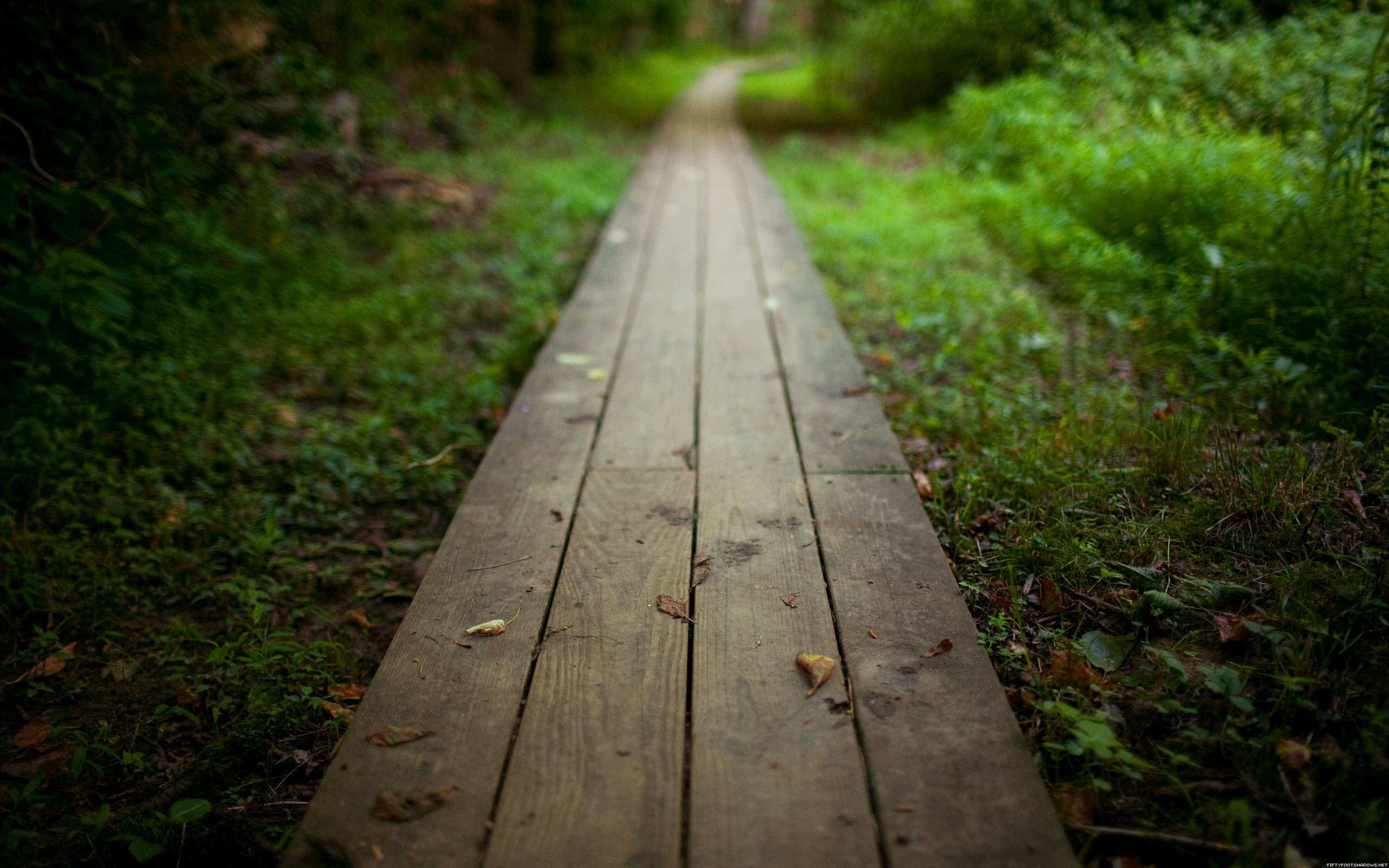 Plank Forest Path Wallpaper HD