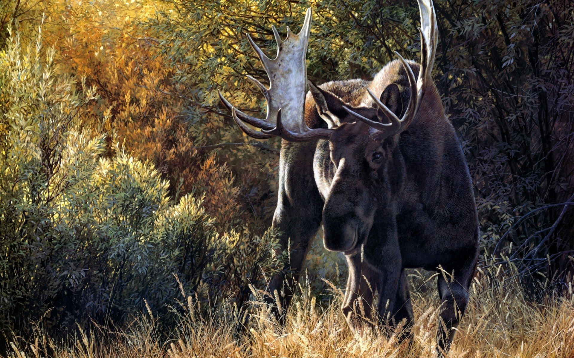 Nature Animals Deer Moose Wallpaper