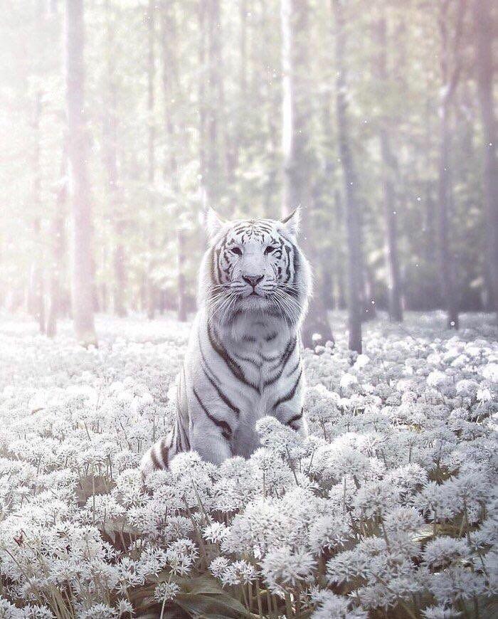 Nature is Lit on Tiger photography White bengal tiger