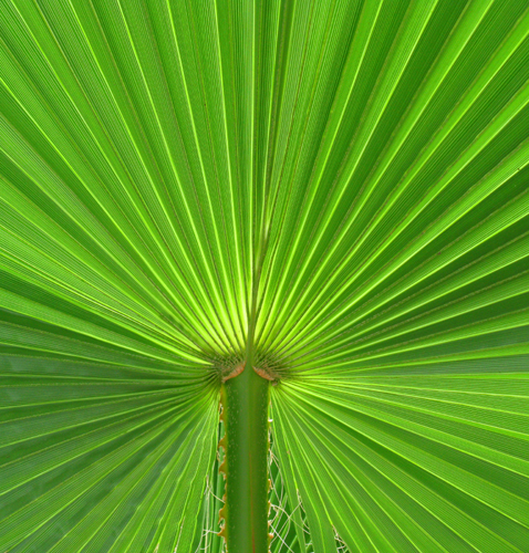 Pin Beach Palm Leaf 1920x1200 478x500