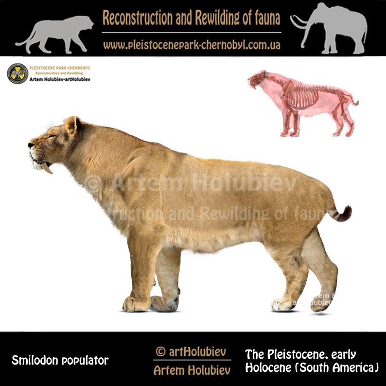 Smilodon Populator White Background Prehistoric Animals