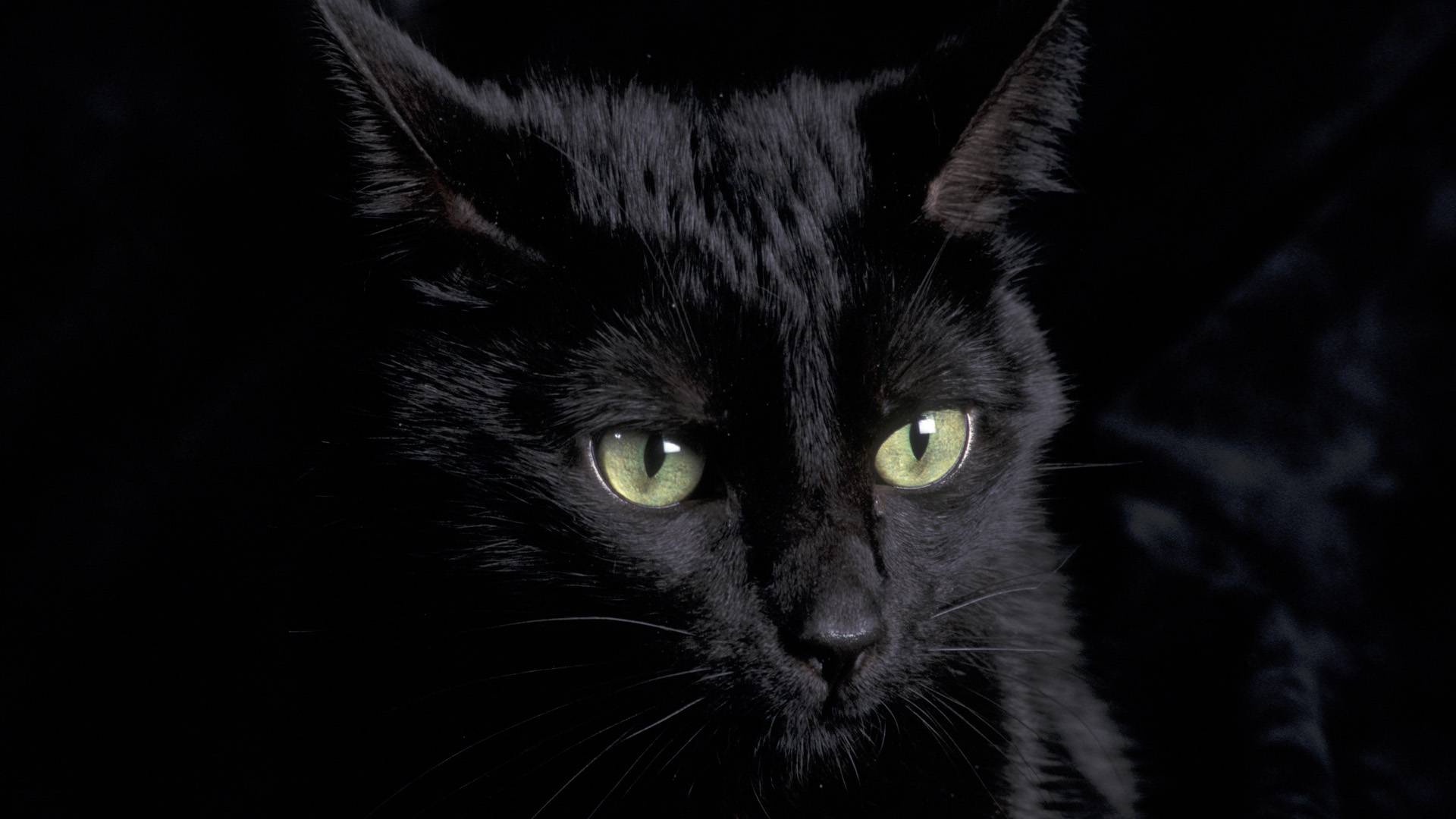 Black Cat   Cats Wallpaper