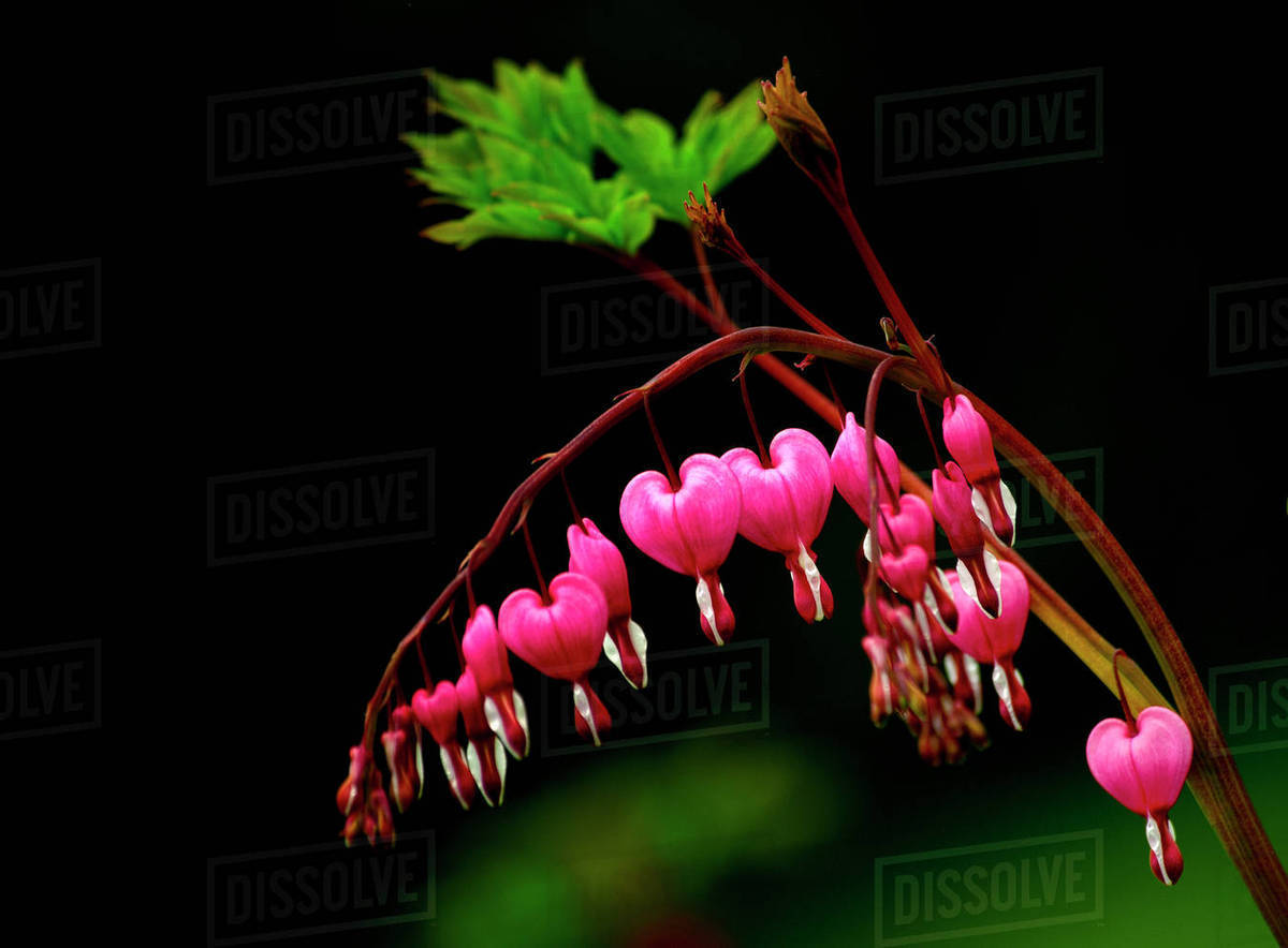 A Bright Bleeding Heart Flower Against Dark Background Stock