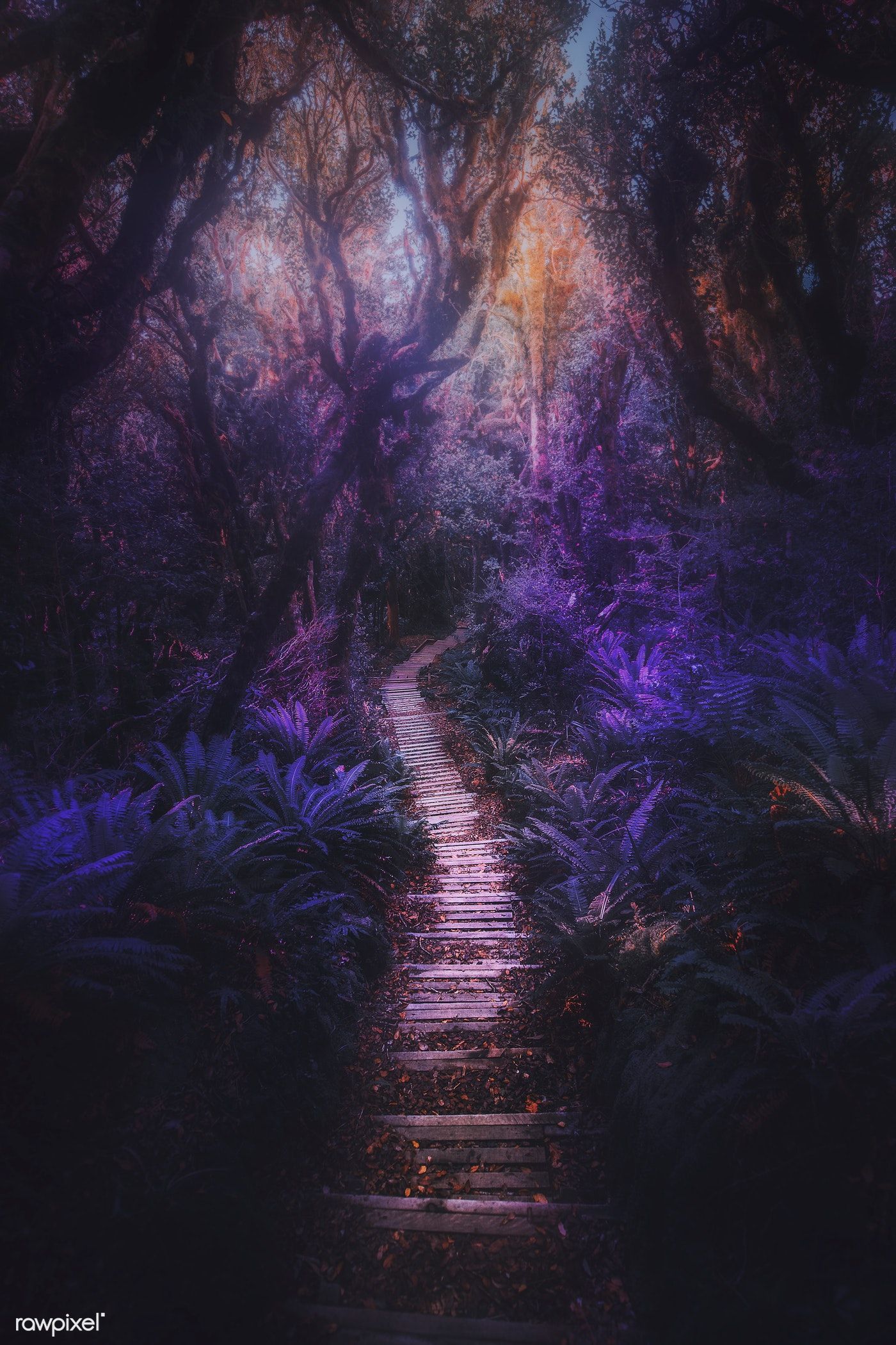 Premium Image Of Pathway In New Zealand Tropical Jungle