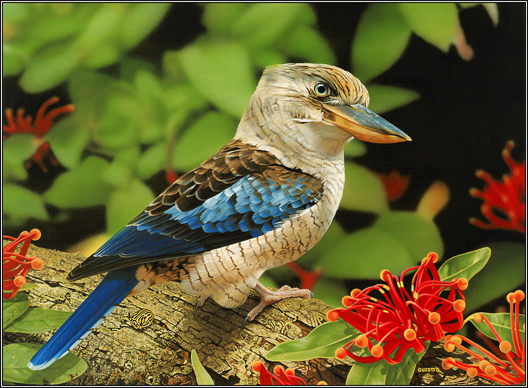 Animals Zoo Park Beautiful Birds Desktop Wallpaper
